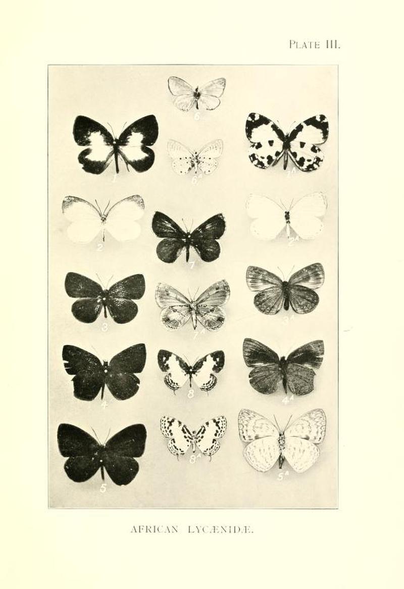 DruceIllustrationsAfricanLycaenidaePlate3