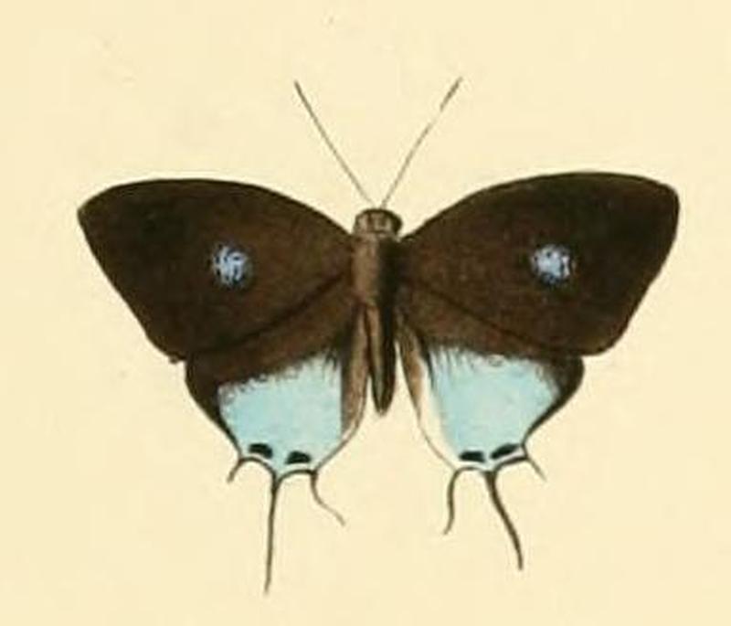 Drupadia scaeva
