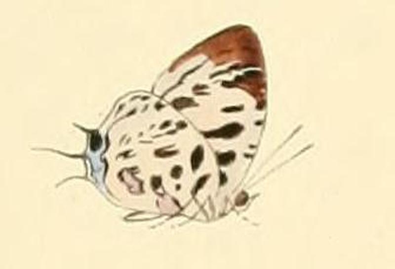 Drupadia scaeva1