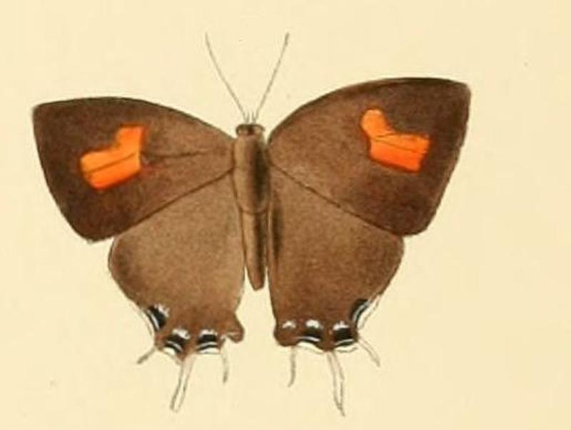 Drupadia scaeva2