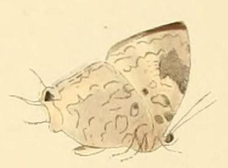 Drupadia scaeva3
