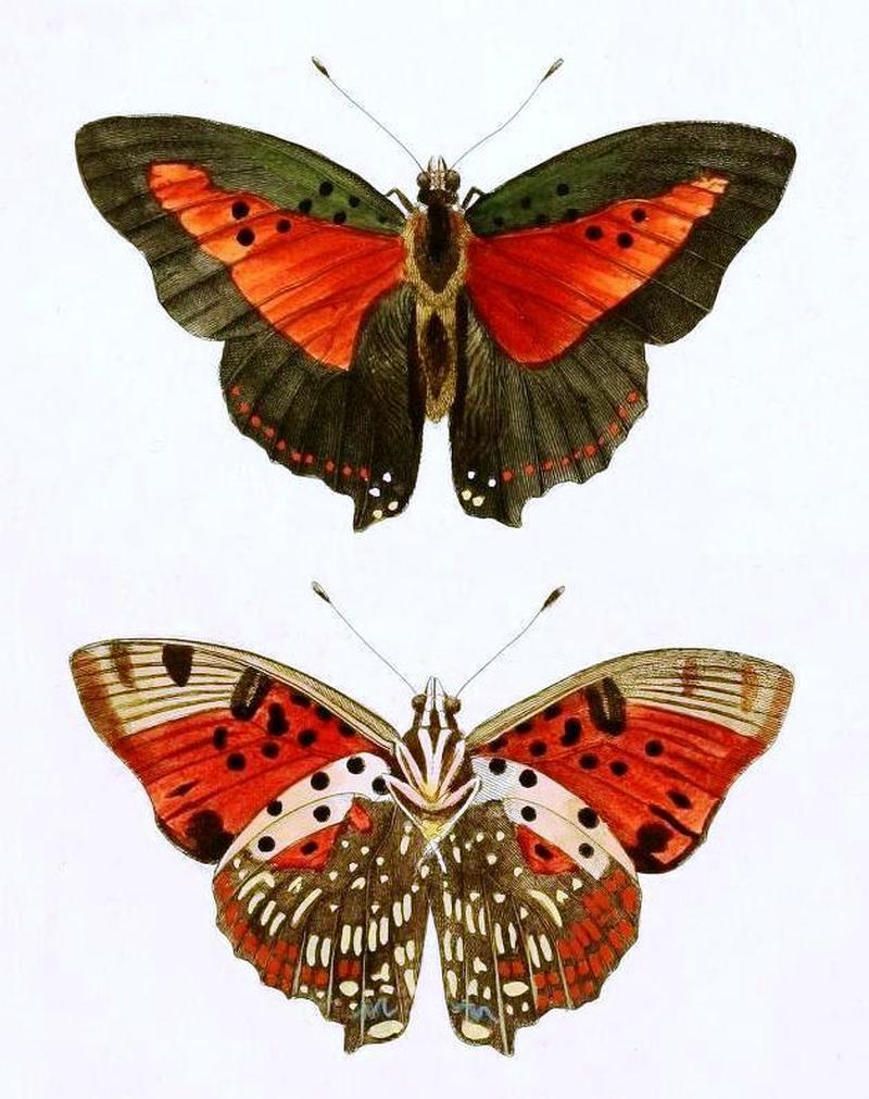 Drury1782IllustNatHistExotInsects3Plate11, Charaxes zingha