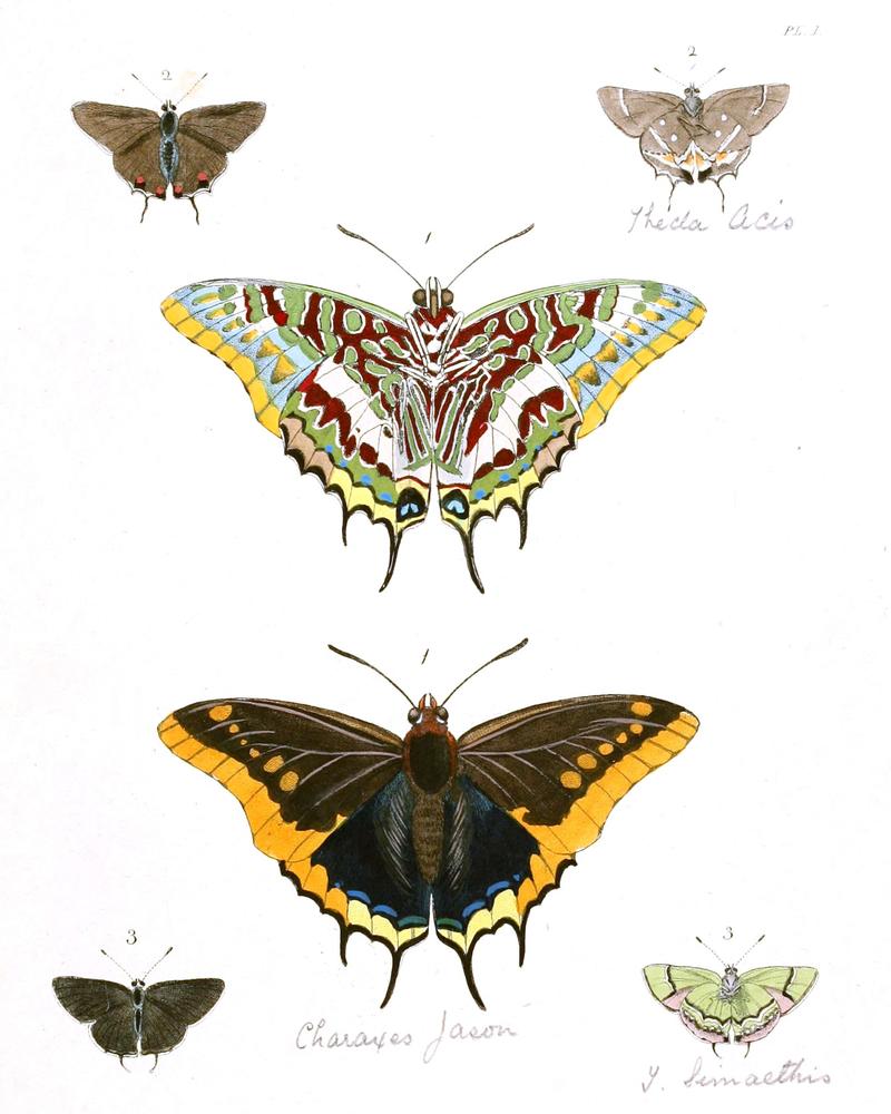 various butterflies including a Charaxes