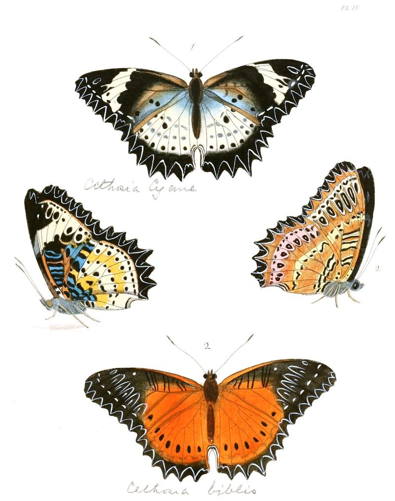 butterflies Cethosia cyane and Cethosia biblis