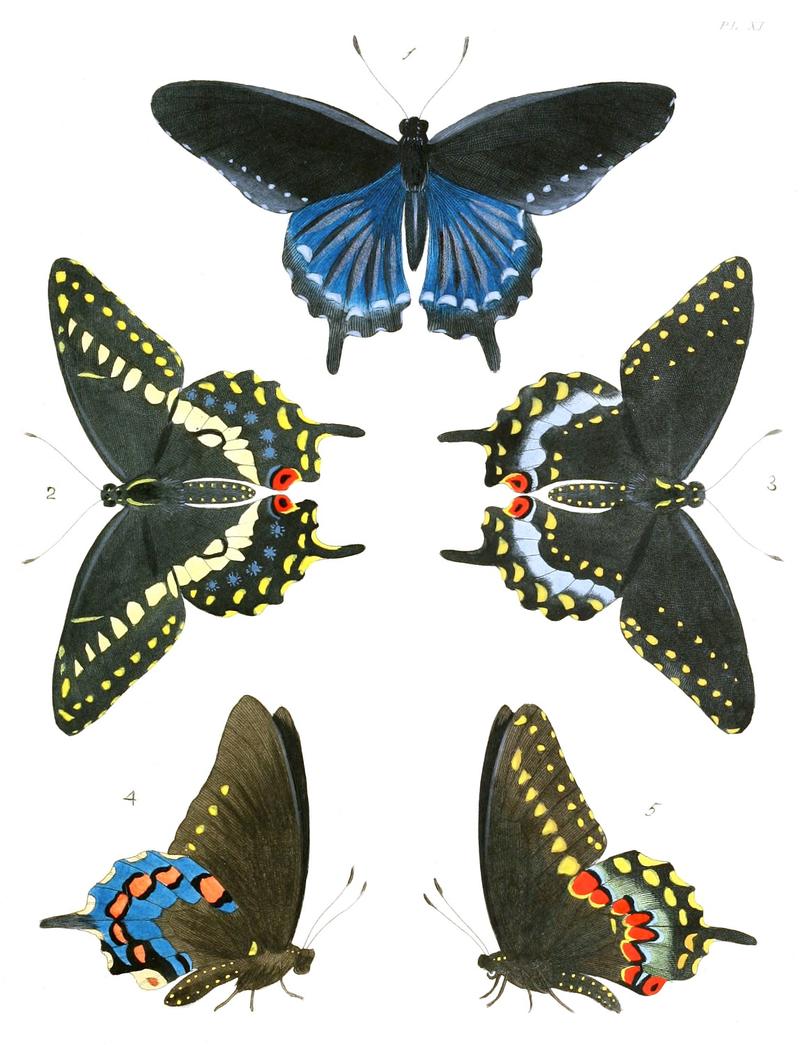 1 4 Pipevine Swallowtail Battus philenor 2 3 5 Black Swallowtail Papilio polyxenes