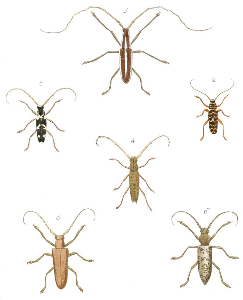 various Longhorn Beetles Cerambycidae