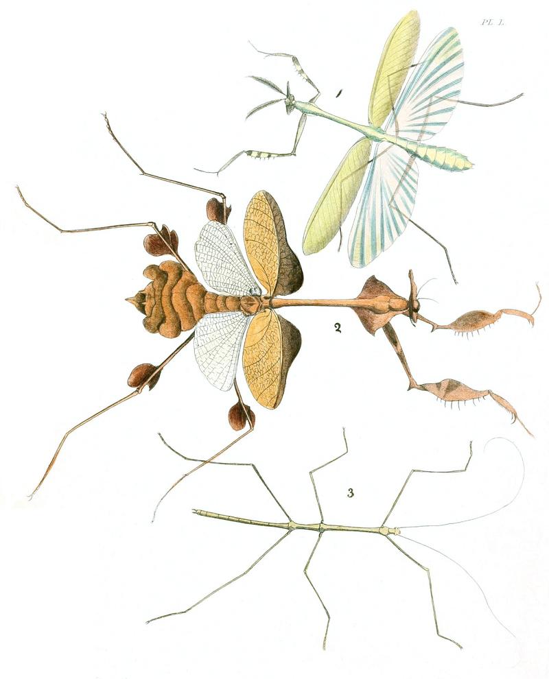 Mantids Mantidae and a Walkingstick Phasmatodea