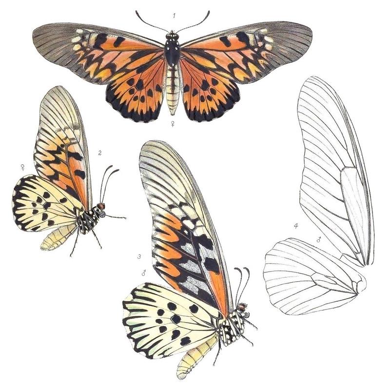 DruryaAntimachus1Rippon, crop