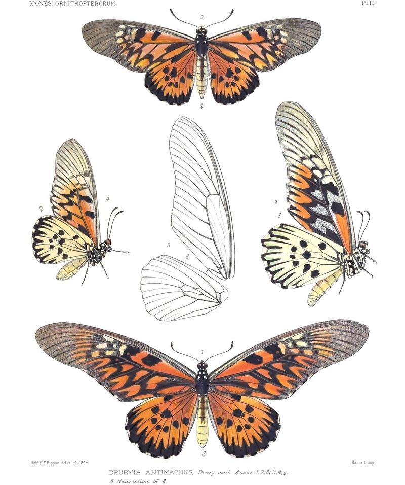 DruryaAntimachus1Rippon