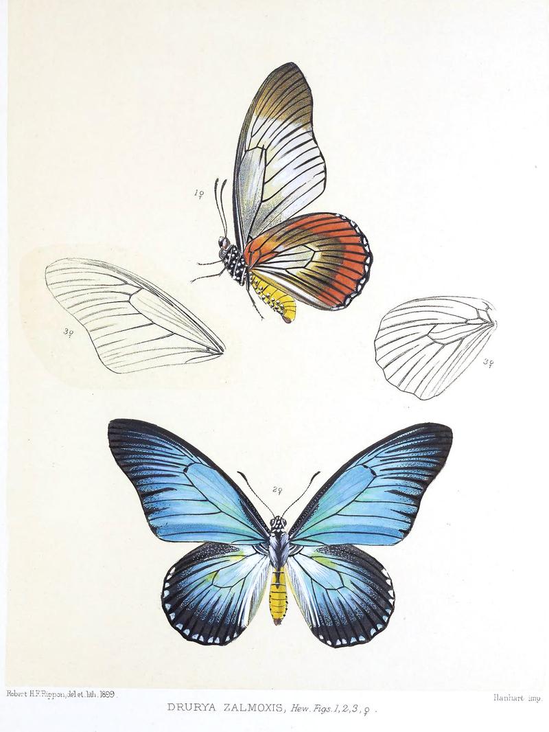 Drurya zalmoxis Papilio zalmoxis