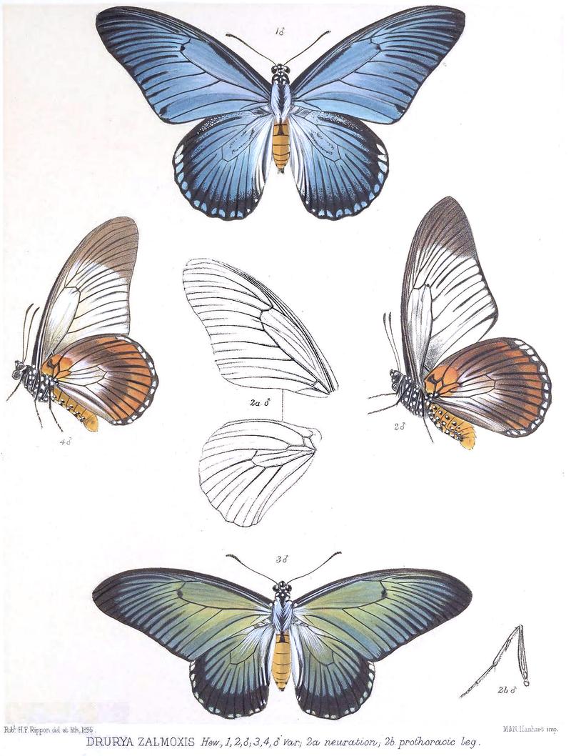 Drurya zalmoxis Papilio zalmoxis