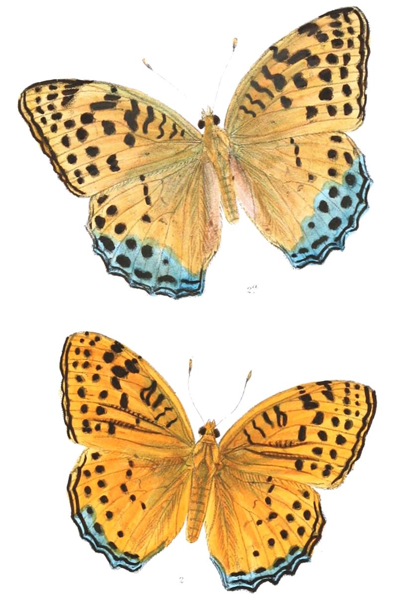 DryasSakontala 372 2
