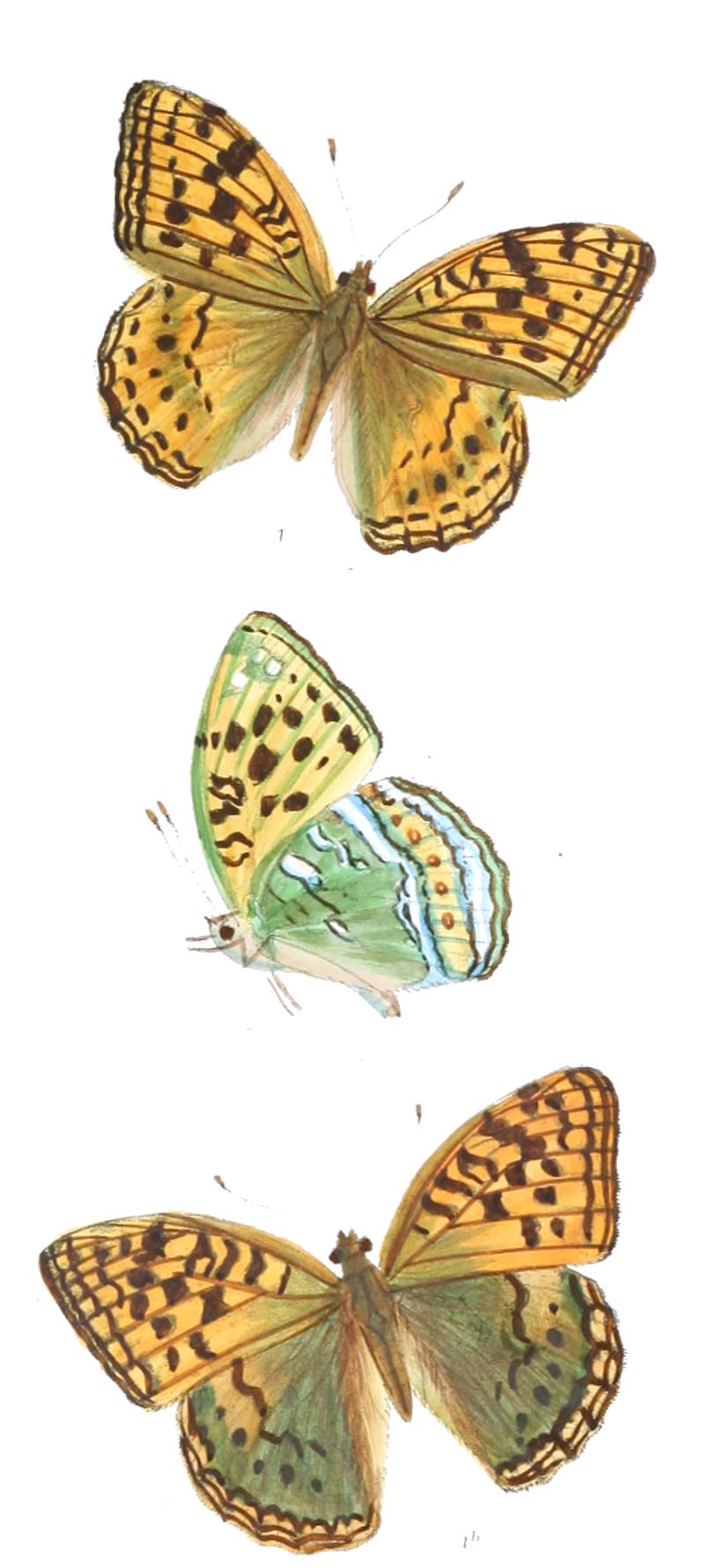 Dryas kamala 371 1