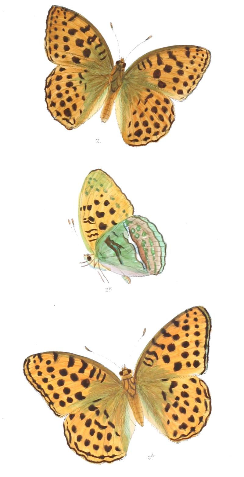 Dryas rudra 371 2