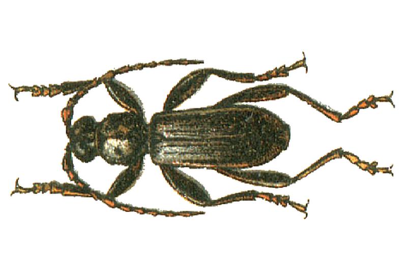 Drymochares starcki