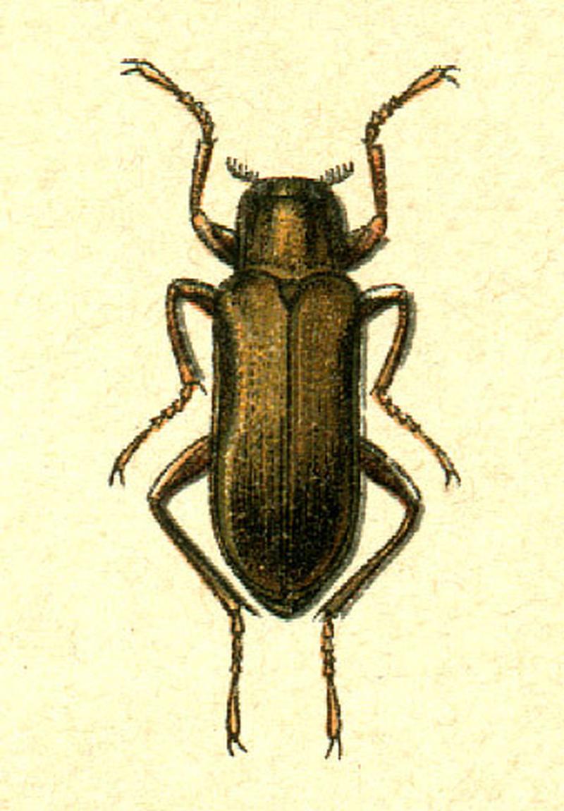 Dryops sp