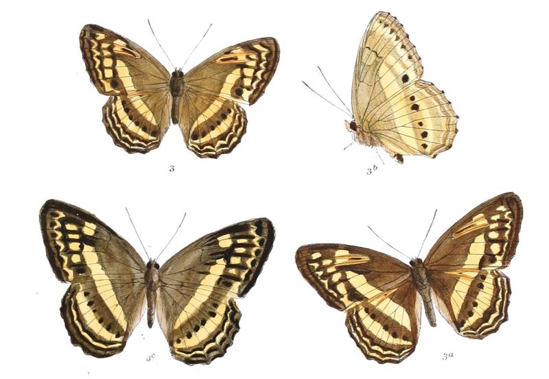 DucapaFasciata 363 3
