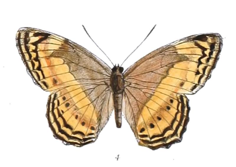 DucapaFlavobrunnea 363 4