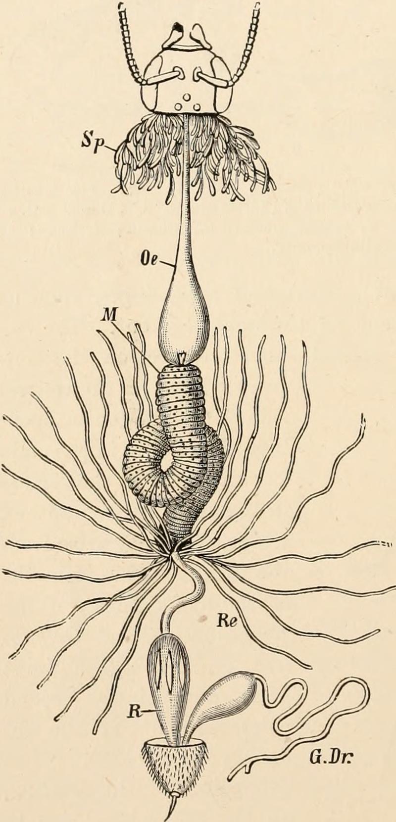 Dufour's gland of Apis mellifera