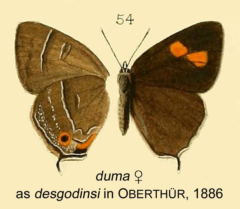 DumaFem as desgodinsi in Oberthur1886