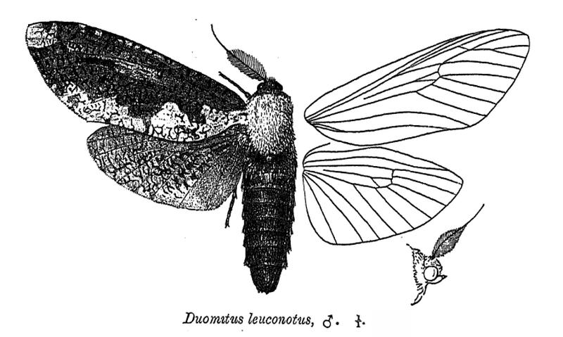 DuomitusLeuconotus