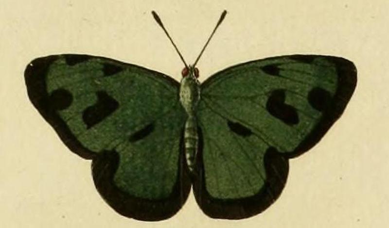 Dynamine postverta