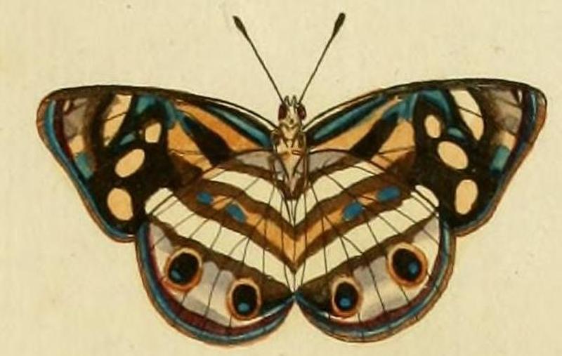 Dynamine postverta1