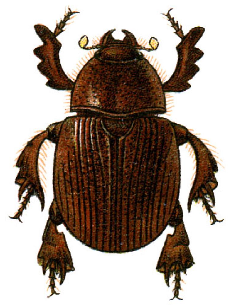 Dynatopus atleta