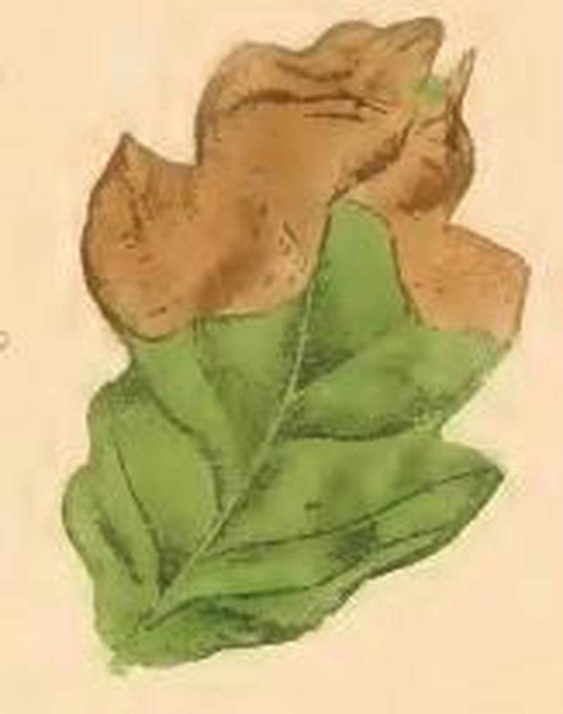 Dyseriocrania subpurpurella a mined oak leaf