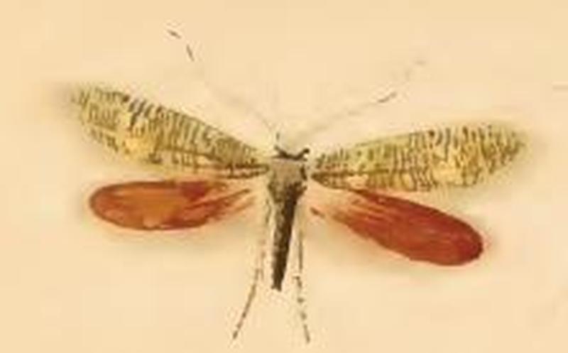 Dyseriocrania subpurpurella ill