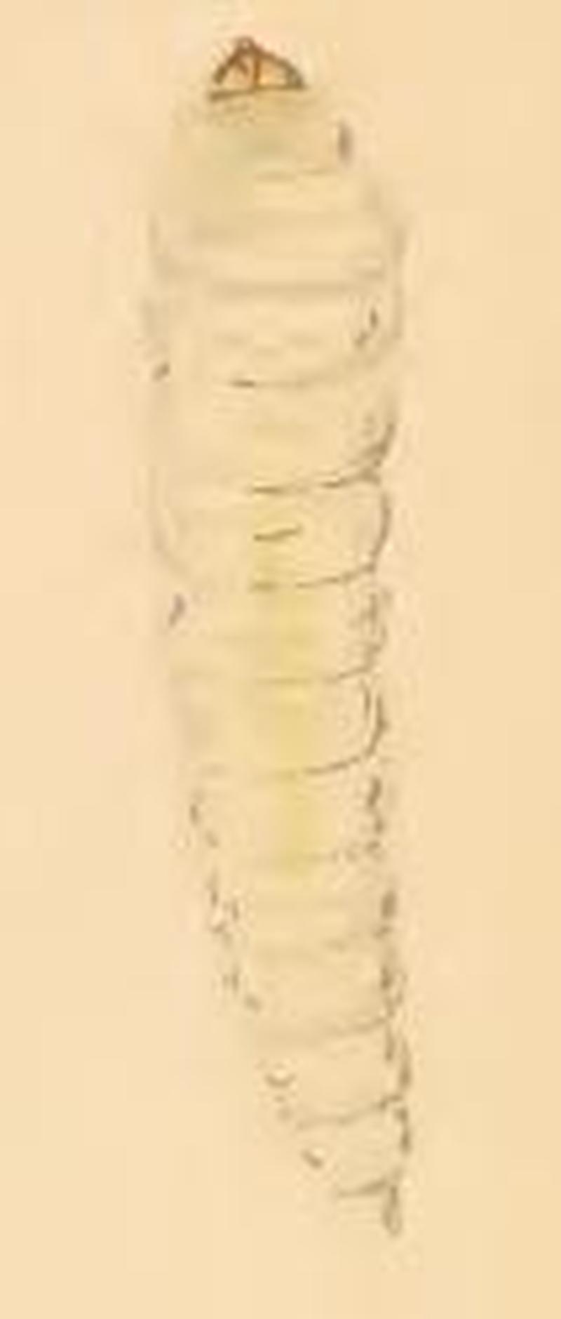 Dyseriocrania subpurpurella larva