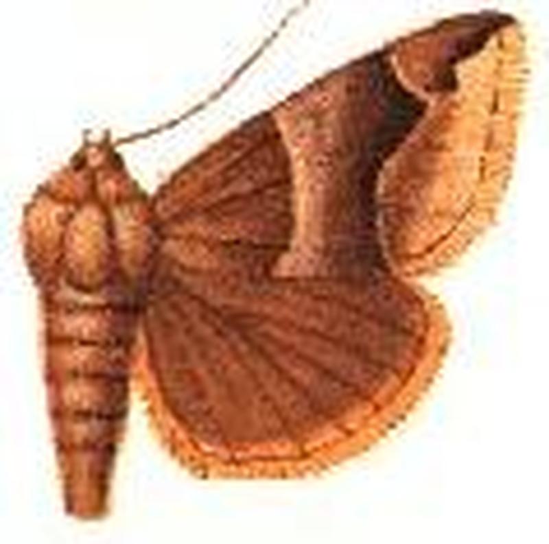 Dysgonia consobrina