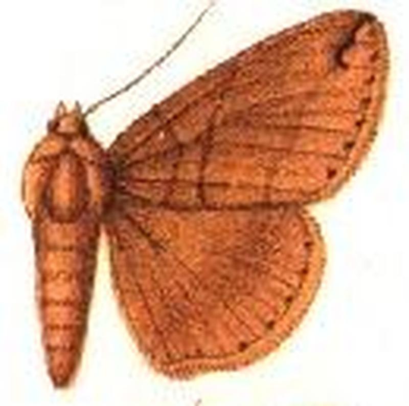 Dysgonia similis