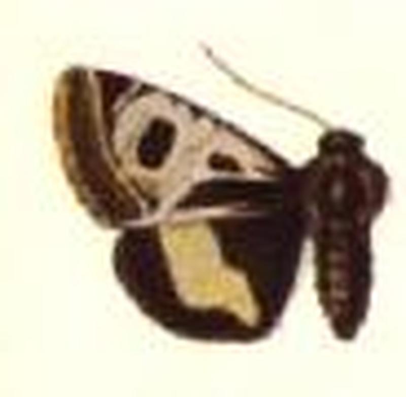 Dysocnemis belladonna