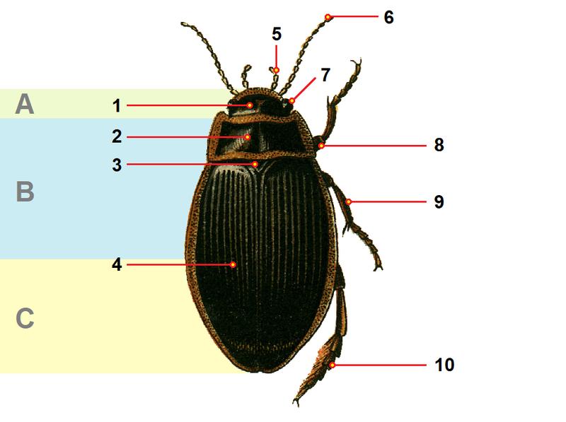 Dytiscus.marginalis.male.-.calwer.07.10 tagged