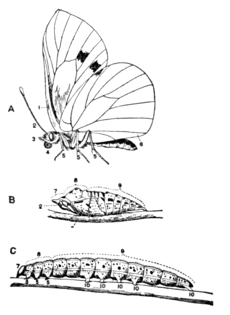 EB1911 - Metamorphosis - Fig 2