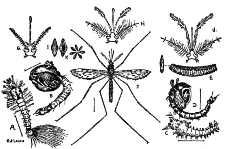 EB1911 - Mosquito - Fig. 1