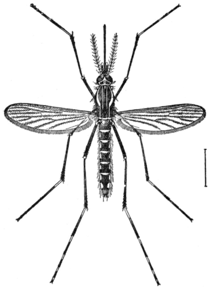 EB1911 - Mosquito - Fig. 2