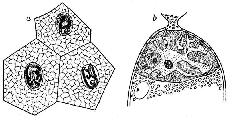 EB1911 Cytology - types of nuclei