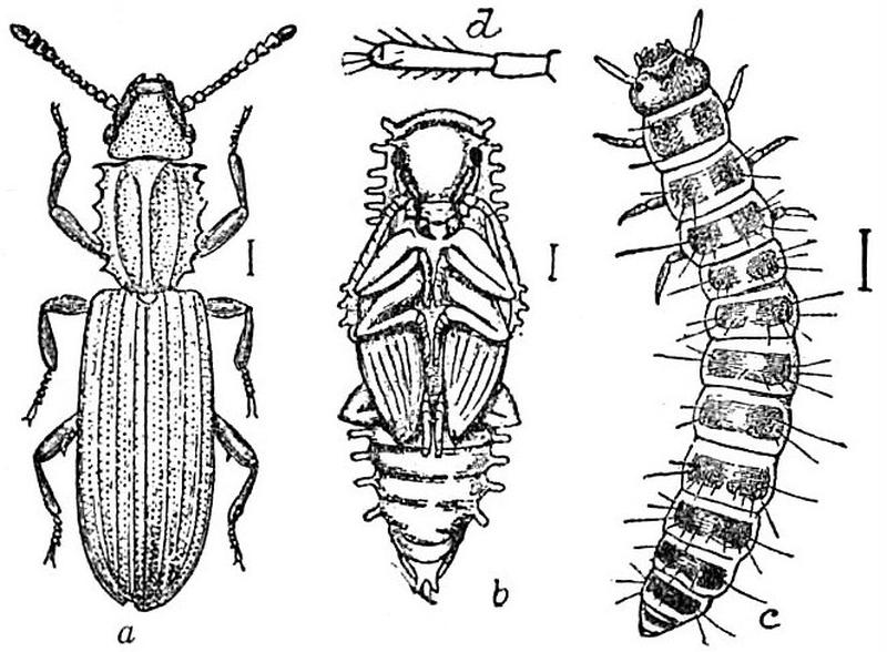 EB1911 Hexapoda - Saw-toothed Grain-Beetle