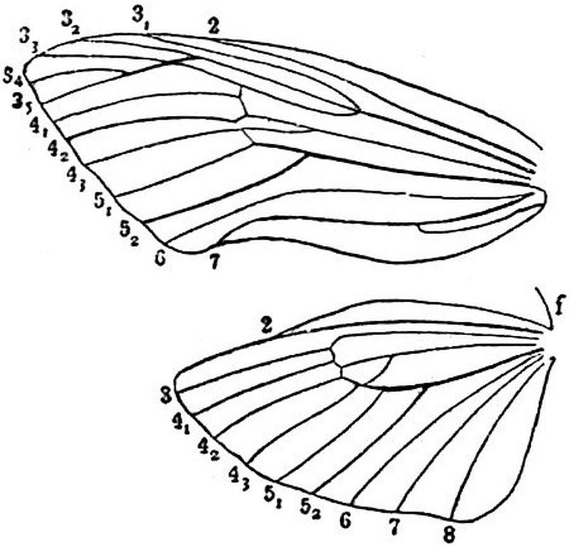 EB1911 Hexapoda - Wing-Neuration in a Cossid Moth