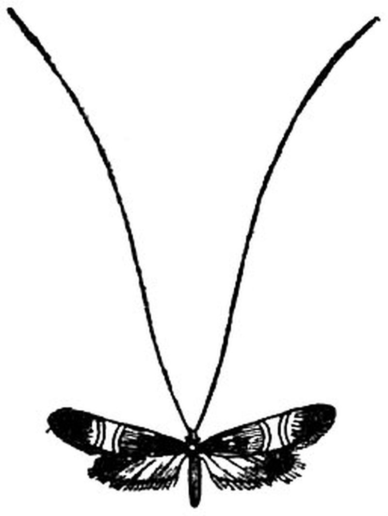 EB1911 Lepidoptera - Adela degeerella
