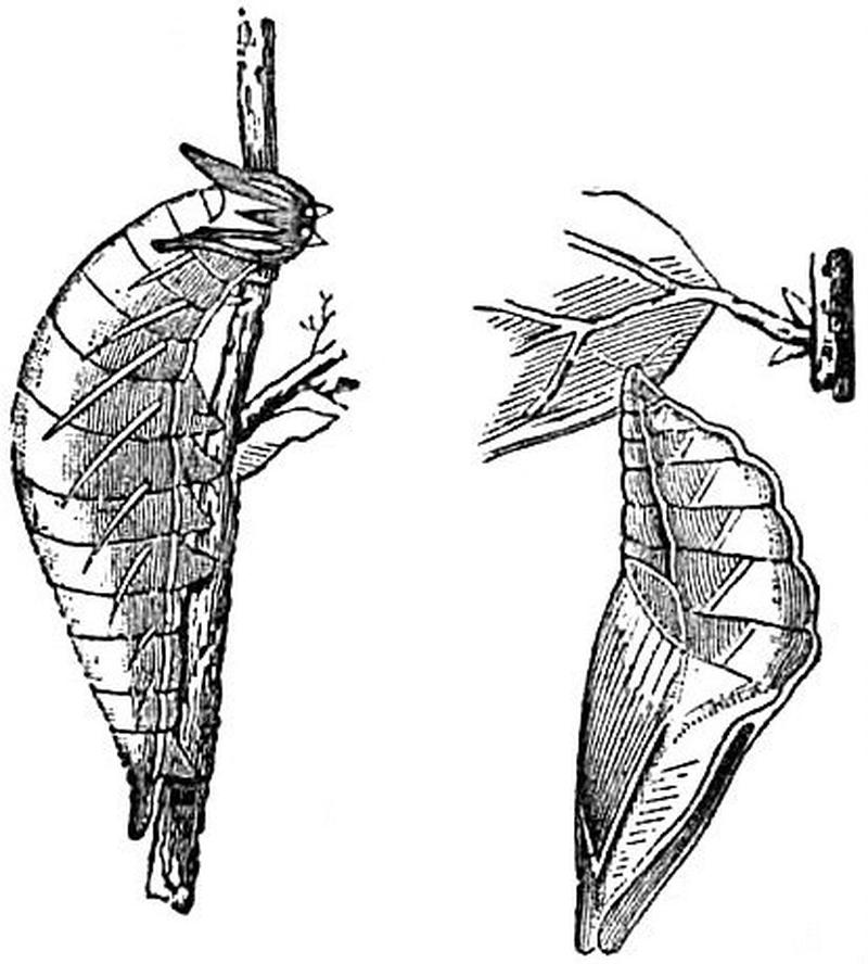 EB1911 Lepidoptera - Apatura ilia (Larva and Pupa)