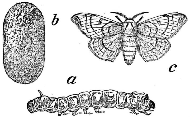 EB1911 Lepidoptera - Bombyx mori