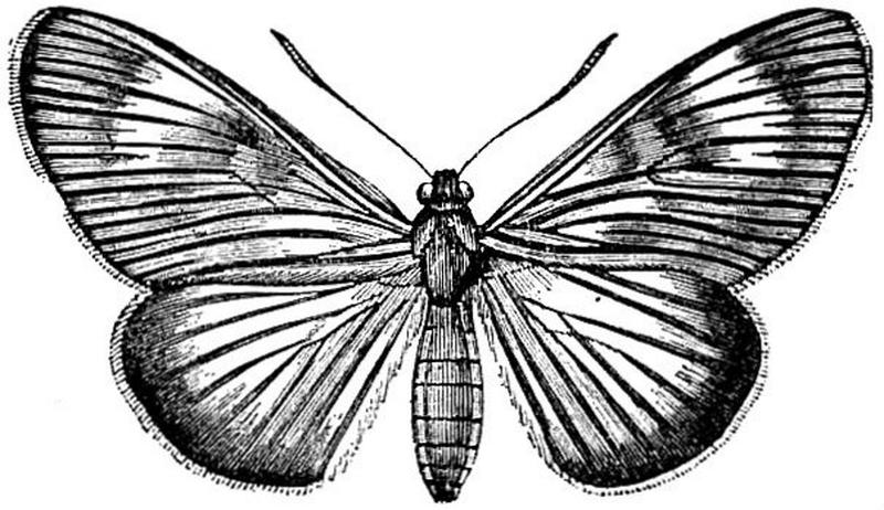 EB1911 Lepidoptera - Castnia acraeoides