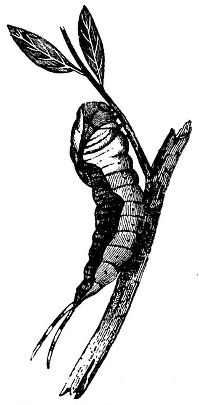 EB1911 Lepidoptera - Cerura borealis (Larva)