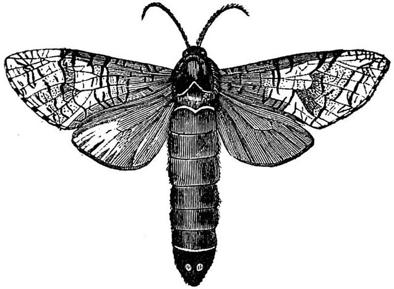 EB1911 Lepidoptera - Cossus macmurtrei