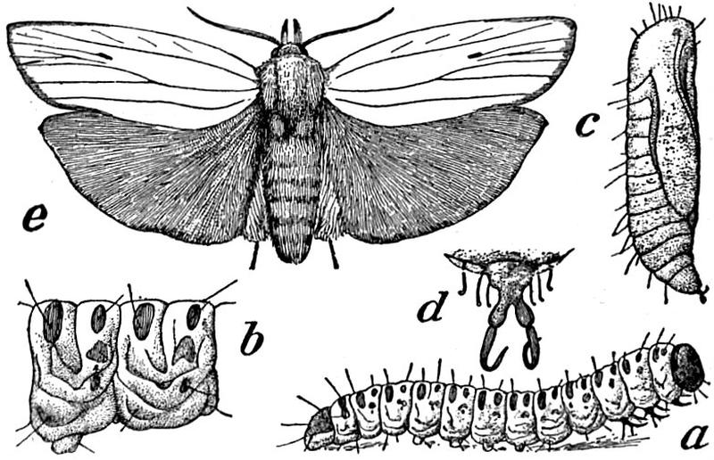 EB1911 Lepidoptera - Crytophasa unipuctata