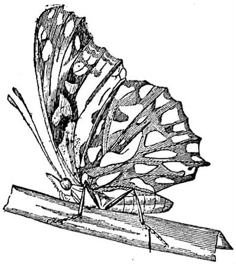 EB1911 Lepidoptera - Dione moneta