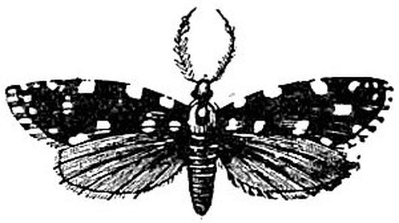 EB1911 Lepidoptera - Euplocampus anthracinus